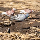 Avery Outdoors Ghg Hunter Series Full Body Pigeon Decoys 12 Pack W  Stakes