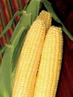 Sweet Corn Seed  Early Sunglow Sweet Corn Seed   Fresh Bulk Seed Free Ship    