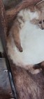  awesome  Vintage Native American  Rawhide Hand Drum  Prayer Drum     