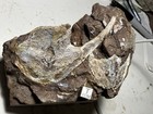 Devonian Fossil Fish Victoraspis   Mimetaspis 