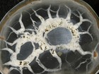 Neat Lighting Like Pattern  Split And Polished Septarian Nodule Morocco 187gr