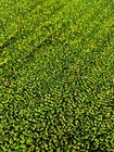 Lime Iridescent Stretch Velvet Fabric Sparkly Spandex Costumes Dancewear