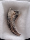 Velociraptor Mongoliensis Second Hand Nail second Hand Claw Fossil Fragment