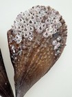 7    Stiff Pen Shell Pair Intact Double Bivalve Collector Grade Barnacle Heart