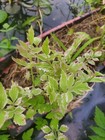 Live Pond Plants Water Celery  Big Koi Aquarium Water Lilly Xxl Bag