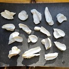 Lot 16 Sc Oyster Shells Clusters  Inside Painted White  Crafts Wedding Decoupage