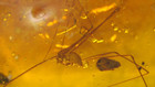 Nice Spider With Long Legs And Mite In Dominican Amber Fossil