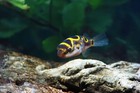 Figure 8 Eight Puffer 1        Live Freshwater Aquarium Fish     Exotic Nano Puffer