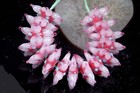 10 Handmade Lampwork Glass Petal Flower Pink Red Beads 20mm