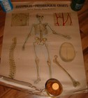 Very Rare 1919 Charts On Anatomy And Physiology Chicago
