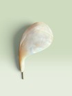 Antique Edwardian 10    Mother Of Pearl Shell Hatpin Carved Long Hat Pin