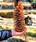 Sugar Pine Cones - Biggest Pine Cones  Great For Seasonal Decoration  10-14 Inch