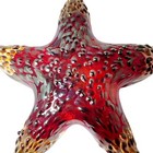 Rare Hawaii Hot Island Glass Maui Starfish Iridescent Signed Csr 2012 Art Glass