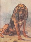 1930s Vintage Bloodhound Dog Print Maud Earl  Art Print 27 5 X 21cm