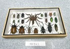 Rare Mix Insects Display Box In Wood Frame Behind Glass 14   x 8    X 2    See Photos