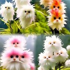 50x Big Flower Faced Cat Orchid Seeds Are Full Of Fragrant Potted Garden Plants