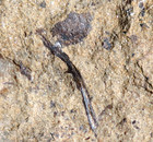 Rare   Unknown Strange Oldest Silurian Land Plant With Sporangium And Thorns  