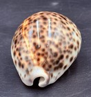 Vintage Tiger Cowrie Cypraea Tigris Natural Seashell Spotted Ocean Decor 3   