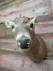 Whitetail Deer Shoulder Mount Taxidermy Add Your Own Antler