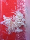 10 Live Berghia Nudibranch 1 2   Inches Rid Aiptasia 1 Day Ship     