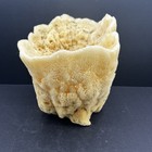 Large Natural Sea Sponge Vase Marine Specimen Coastal Home Decor Aquarium