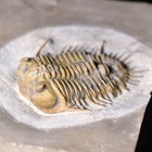 Ultra Rare Blackwelderia From Middle Cambrian Kushan Formation  China