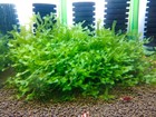 Buy 2 Get 1 Free  Subwassertang Moss - Aquarium Moss  golfball Size 