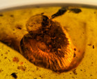 A101 Bu3154 Superb Snail And Small Orthoptera Nice Burmese Amber Burmite 99mya
