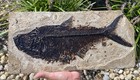Beautiful Large Diplomystus 17    Post Dinosaur Fish Fossil Grf