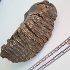 Nice Fossil Ice Age Mammal Tooth Pleistocene Era  Doggerland  North Sea  2