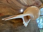 Shinbone Tibia  fusus  Gastropod Aka Spindle Tibia 152 4 Mm Shell