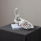 Anatomical Joint Model Anatomically Life Size Joint Skeleton For Doctors