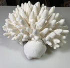Gorgeous Large Natural White Finger Coral - 10    X 10-1 2    X 5   