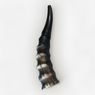 Blesbok Horn Shofar Rare 10   -12    New Kosher Made Free Shipping From Usa