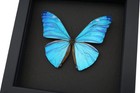 Blue Morpho Adonis Butterfly Real Framed Taxidermy Moonlight Display