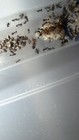 Holiday Sale  Pheidole Militicida Colony 25w Queen Ant 2025 - Insect Feeder Rare