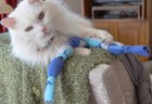 Organic Wild Catnip Cat Toy - Big Fleece Rope - With Fresh Wild Catnip Free Ship