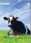 Cows 2026 Calendar - A3 Size 30 X 42 Cm