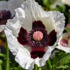 10 000  Imported English Uk Maroon Papever Somniferum Poppy Seeds For Planting