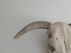 Real Cow Skull With Horns Wall Mount Western Decor Ranch Steer Skull