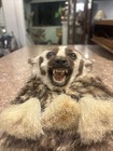 Rare Taxidermy Open Mouth Badger Scottish Sporran