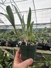 C  Small World X Rlc  Sun Spots - 4    New Hybrid