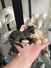Artist Resin Horse Truman Mule By Kylee Parks