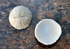 Mushroom Cupped Coral  2 Corals Approx  1  Inches 
