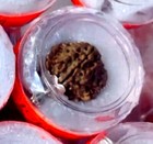 1 Mukhi Nepal Rudraksha One Faced Nepal Origin Rudraksha Round Bead