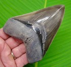 Megalodon Shark Tooth  - 4 80 In   Ultra Serrated Grade - No Restorations