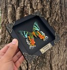 Madagascan Sunset Moth Frame Taxidermy Butterfly Shadow Box Christmas Gift