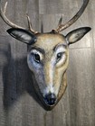 Large Vintage Folk Art Wood Carved Deer Head With Real Antlers Hand Painted