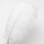 Ballinger Large White Ostrich Feathers Bulk For 8-10 Inch - 24pcs  White