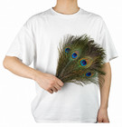 Peacock Feathers 16 -18  Beautiful Natural Eyes 10 Pcs Halloween Costume Crafts